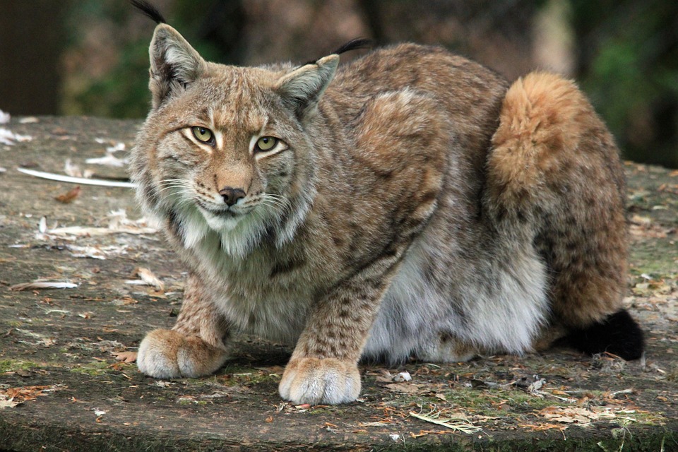 Sembra un grande gatto ma è un abile predatore: è vero che la lince è tornata nei nostri boschi?